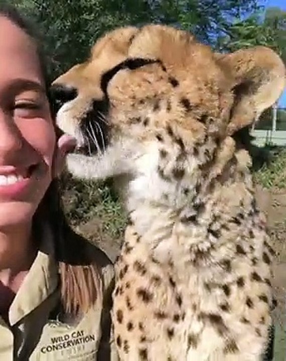 Cette lionne sait comment rendre les bisous. Surprenant !