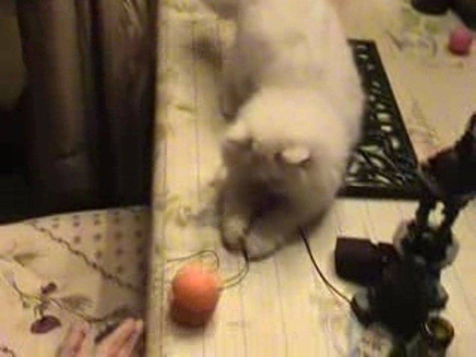 Crystal, un chat remuant !