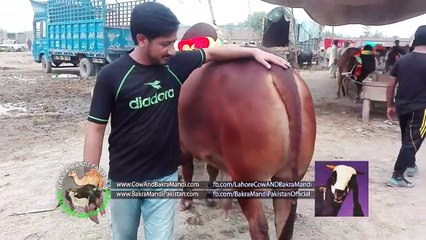 Lahore -- Cow Mandi 2016 -- 2017 -- Heavy -- Sahiwali Bachra -- Sahiwal Cow Price -- Shah Pur Mandi