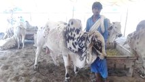 Lahore -- Cow Mandi 2017 -- Desi Bull for Qurbani Eid 2017 -- 2018 -- Kitnay Ki Laini Chayay Jorri -
