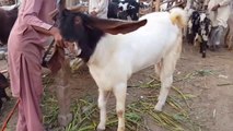 Lahore Bakra Mandi - ShahPur Kanjra - Bakra Eid 2017 k Bad 2018 Janwar Mehnga Hota hai Yah Sasta -