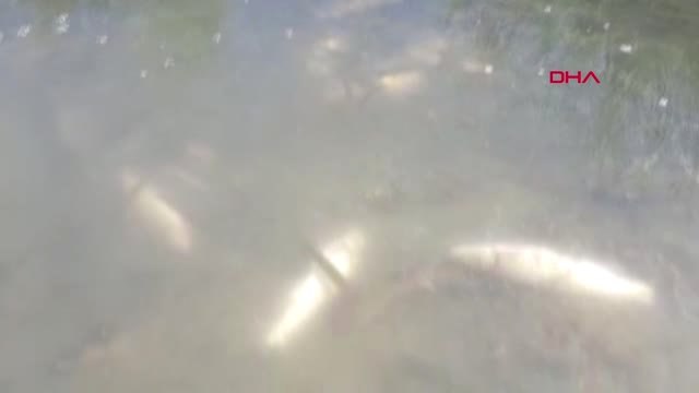 Kırklaerli Şeytan Deresi'nde Binlerce Balık Öldü