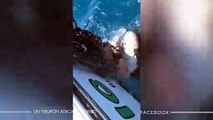 Un enorme tiburón blanco ataca un barco