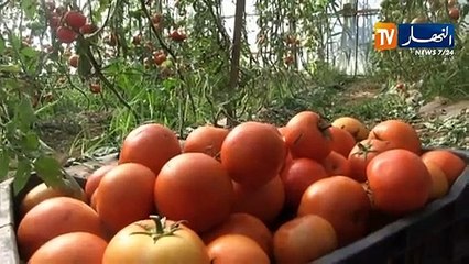 فلاحة/ تراجع إنتاج الطماطم بسبب المرض...وتجار الجملة يحددون السعر