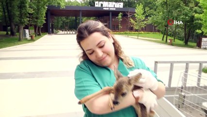 Vatandaşın yol kenarında bulduğu yavru karaca tedavi altına alındı