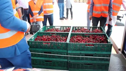 Manisa kirazı, Güney Kore yolcusu