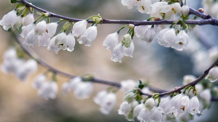 Can You Guess the Name of This Pretty Tree?