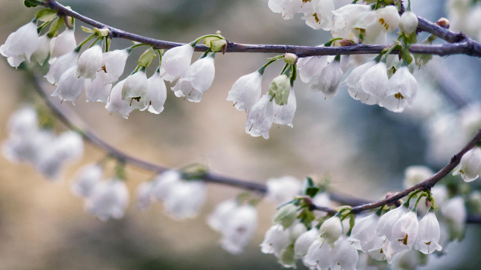 Can You Guess the Name of This Pretty Tree?