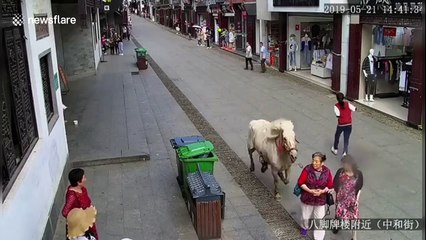 Out-of-control horse shot dead after injuring three in eastern China