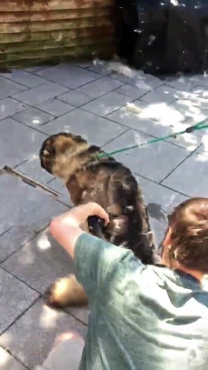 Ce chien perd des milliers de poils à l'aspirateur !