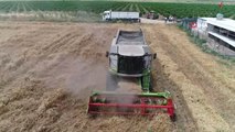 Adana'da Buğday Hasadı Başladı...buğday Tarlaları Havadan Görüntülendi