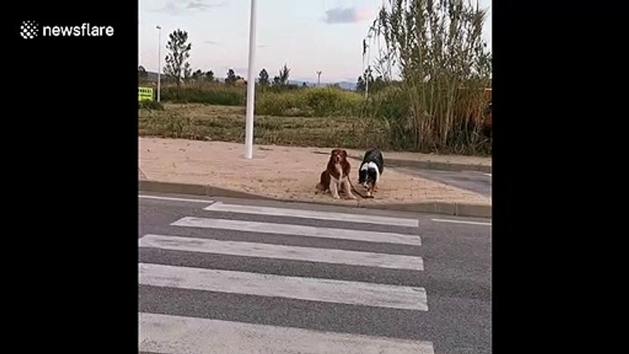 Blind dog has adorable Australian Shepherd as a seeing-eye guide