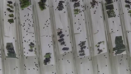 Doğaya 800 Bin Yararlı Böcek Salındı