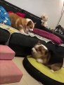 Un combat sans contact entre deux chiens