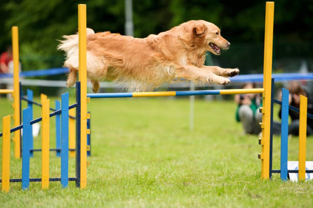 Wie beginnt man mit seinem Hund Agility?