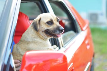 Mein Hund erträgt das Auto fahren nicht