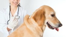Hund: Welche Impfungen sind erforderlich?