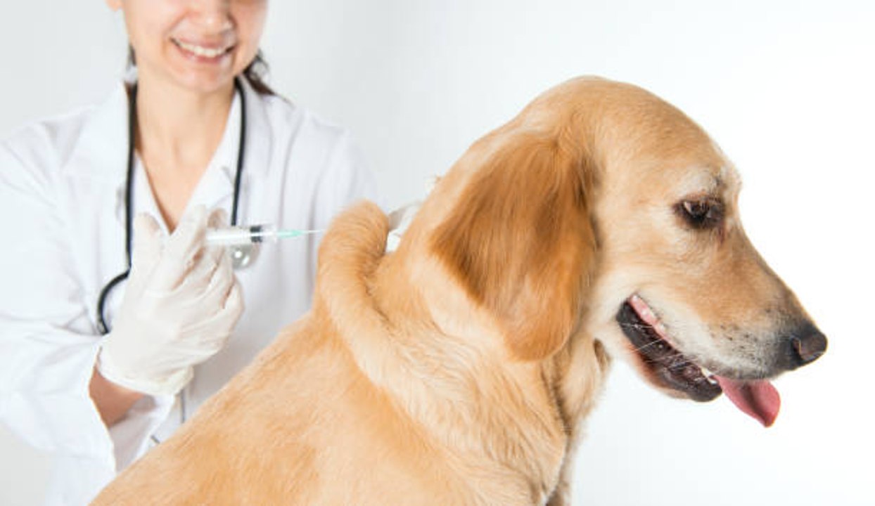 Hund: Welche Impfungen sind erforderlich?