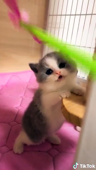 CATS Compilation 0⃣0⃣3⃣