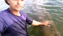 Ce brésilien touche un énorme anaconda qui nage dans la rivière