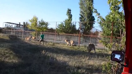 Tải video: Ce dresseur calme 10 de lions à coup de chaussure