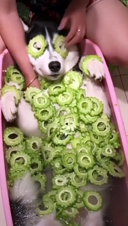  DOGS Compilation 0⃣0⃣3⃣