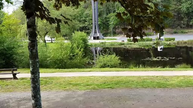 Les grenouilles en forêt