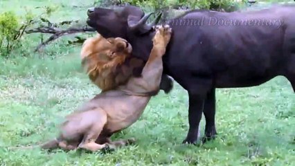 Buffalo Attacks Lion! Crazy Buffalo vs Lion Fight!