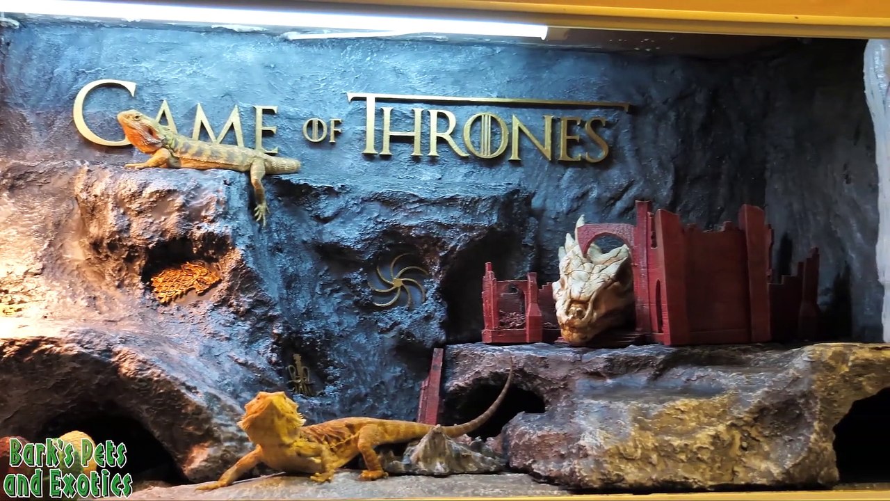 Il crée un vivarium Game of Thrones pour son lézard