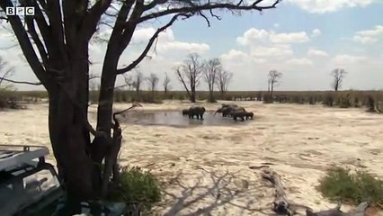 Baby Elephants First Water Trip | The Long Walk Home | BBC Earth