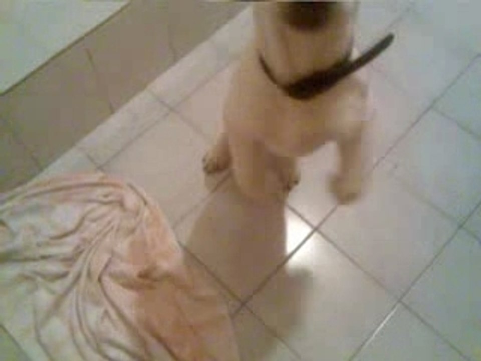 Cali, Mon Amour de Chien 17/01/2008