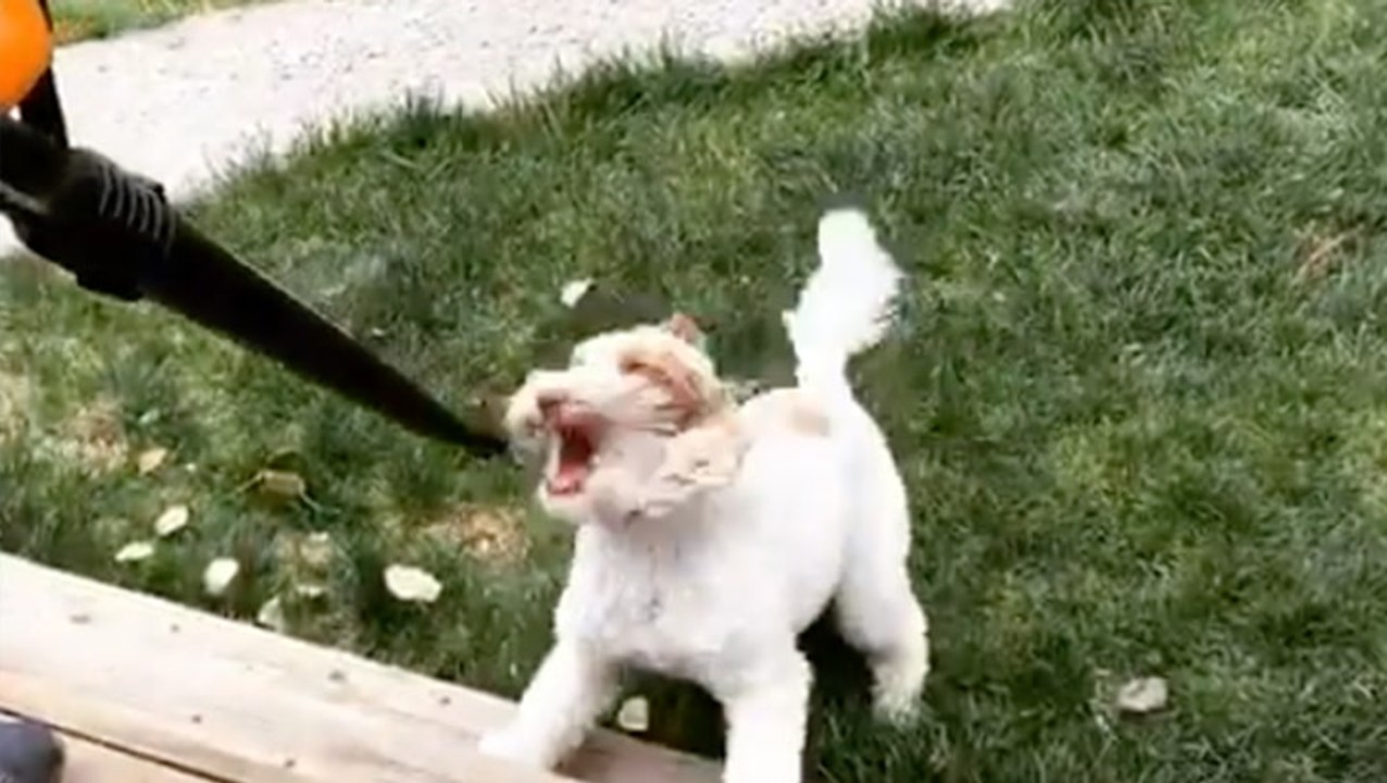 Doggy Loves The Leaf Blower