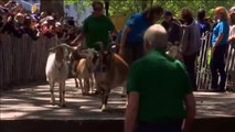 Los parques de Nueva York dan la bienvenida a las cabras