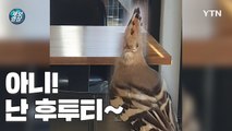 [제보영상] 까마귀 피해 카페로 대피한 아기 '후투티'  / YTN