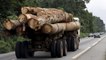 Gabon president fires vice, forestry minister over timber scandal