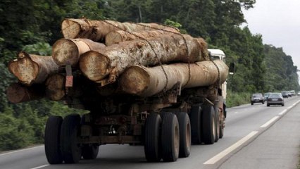 Gabon president fires vice, forestry minister over timber scandal