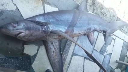 Report TV - Peshkaqeni bishtdhelpër bie në rrjetë në Vlorë