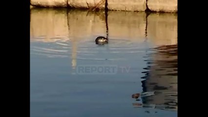 Report TV - Bregdeti i Vlorës vizitohet nga fokat