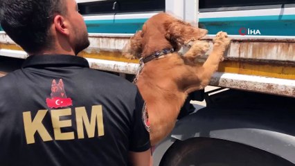 Adana'da bir tırın dorsesinde 250 kilo esrar ele geçirildi