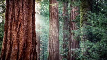Rain in Forest | 10 HOURS - 4K,  White Noise, Insomnia, Meditation, Study, Relaxing Rain for Sleep