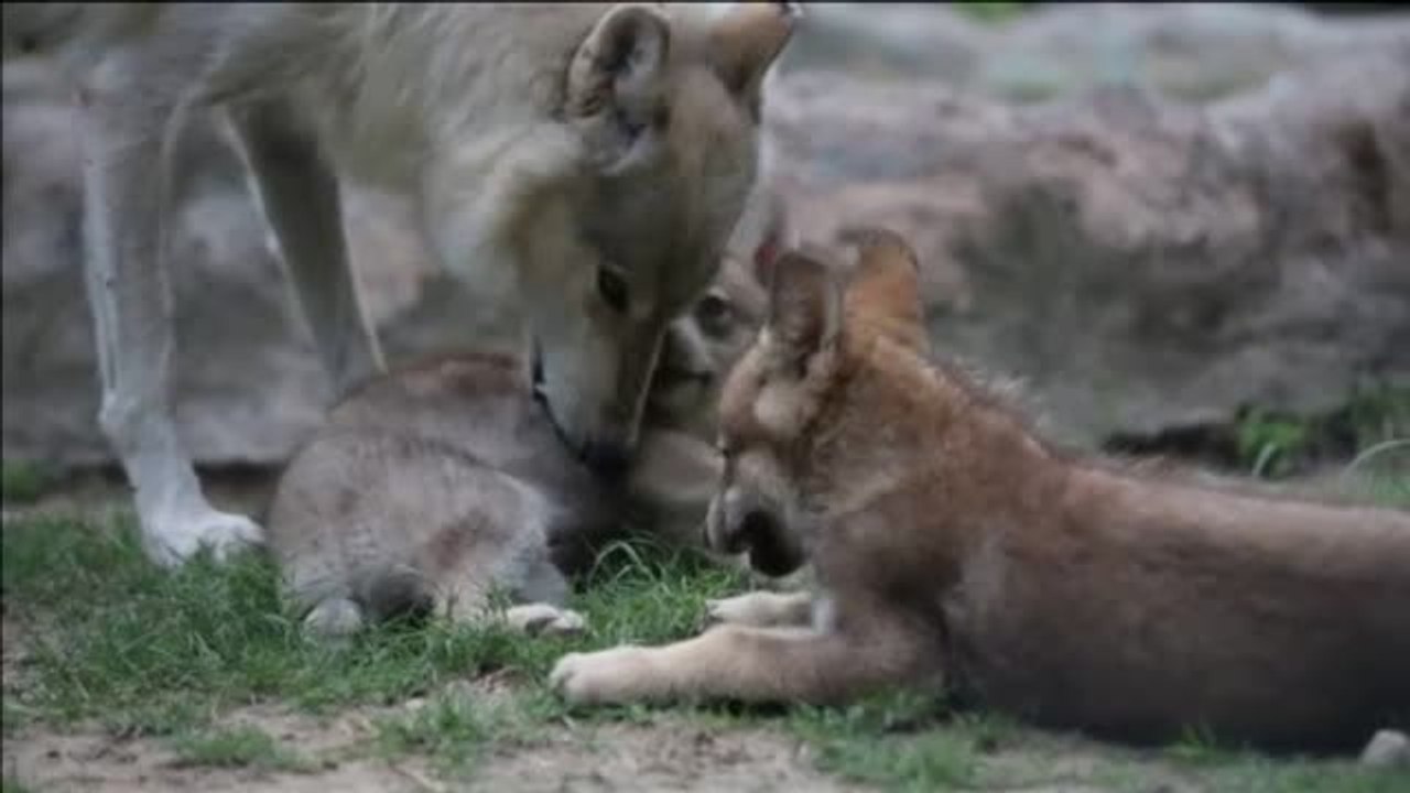Dos cachorros de lobo canadiense, los nuevos protagonistas del zoológico de Monterrey