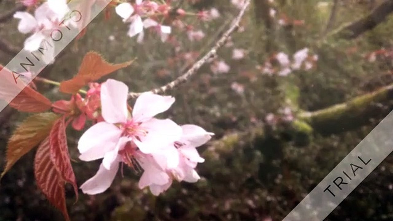 CBD Anti Aging Serum: Skin care Cream "Buy Online" Ingredients & More!