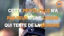 Cette petite fille n'a pas peur d'une lionne qui tente de la mordre !