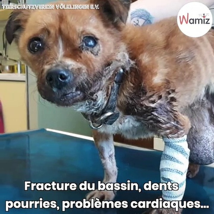 Gina, l'histoire d'une chienne qui a ému tout un pays