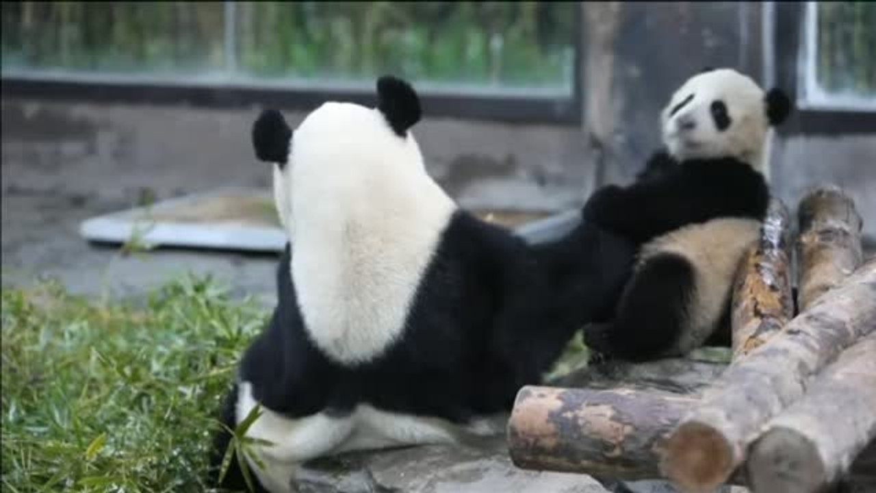 Se busca nombre para una cría de oso panda de un zoo de Shanghai