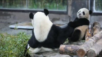 Se busca nombre para una cría de oso panda de un zoo de Shanghai