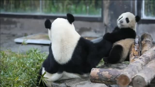 Se busca nombre para una cría de oso panda de un zoo de Shanghai
