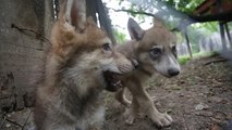Cuccioli di lupo allo zoo del Messico 