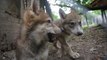 Mischievous wolf pups are newest addition to Monterrey zoo