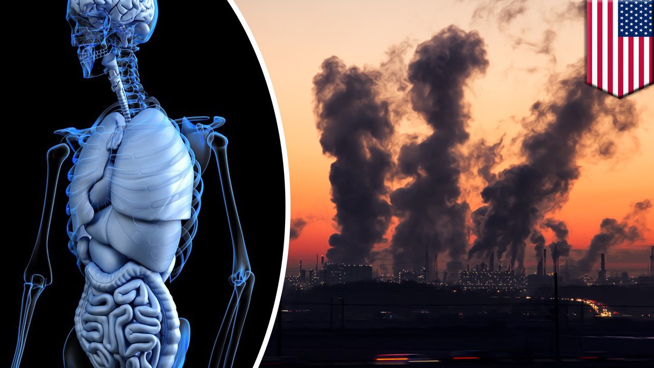 Air pollution is harming every part of our body